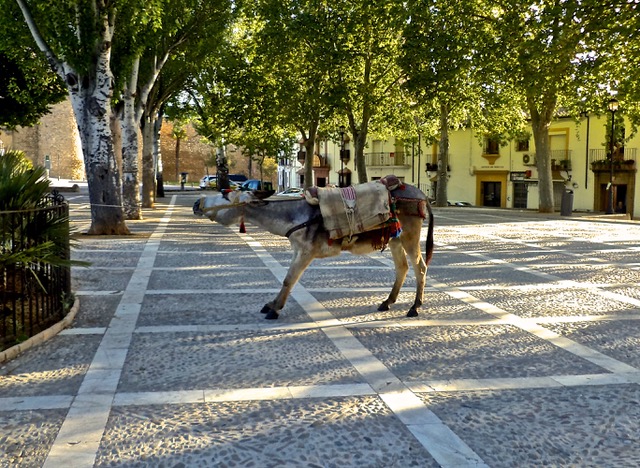 The rebellious donkey in Plaza San Francisco. Photo © Karethe Linaae